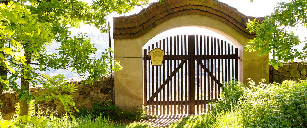 Galeriebild Weinberg